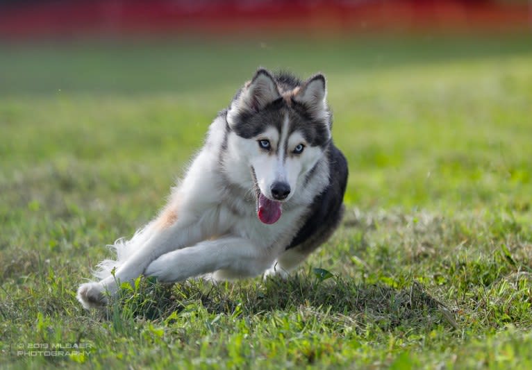 Wild Side of the Moon (Aleuna) a dog tested with EmbarkVet.com