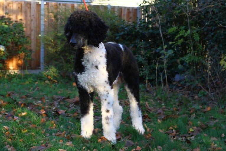 Nino, a Poodle (Standard) tested with EmbarkVet.com