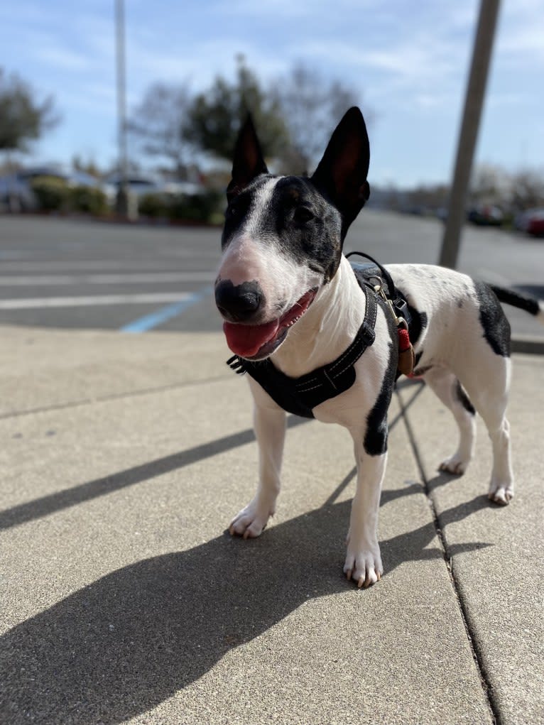 Lorenzo, a Bull Terrier tested with EmbarkVet.com