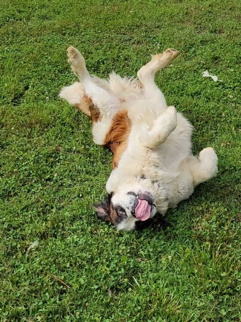 Thor, a Saint Bernard tested with EmbarkVet.com