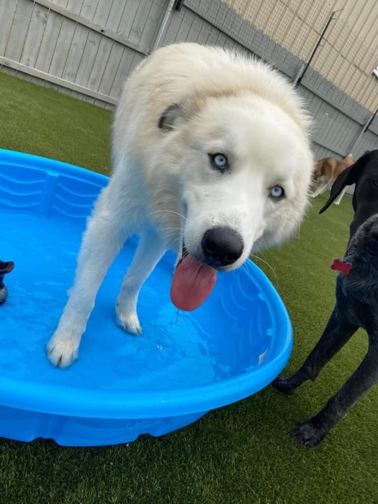 Tucker, a Great Pyrenees and Siberian Husky mix tested with EmbarkVet.com