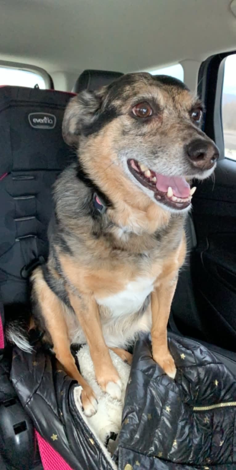 Sophie, a German Shepherd Dog and Labrador Retriever mix tested with EmbarkVet.com