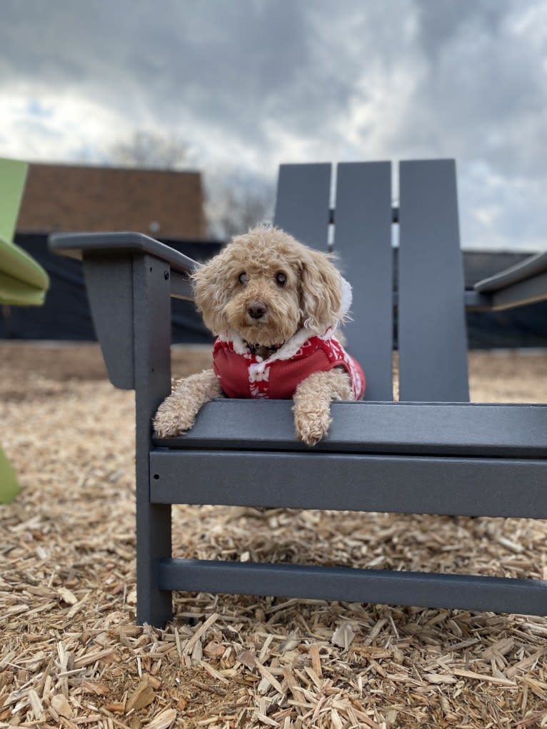 Cocomelon, a Poodle (Small) and Lhasa Apso mix tested with EmbarkVet.com