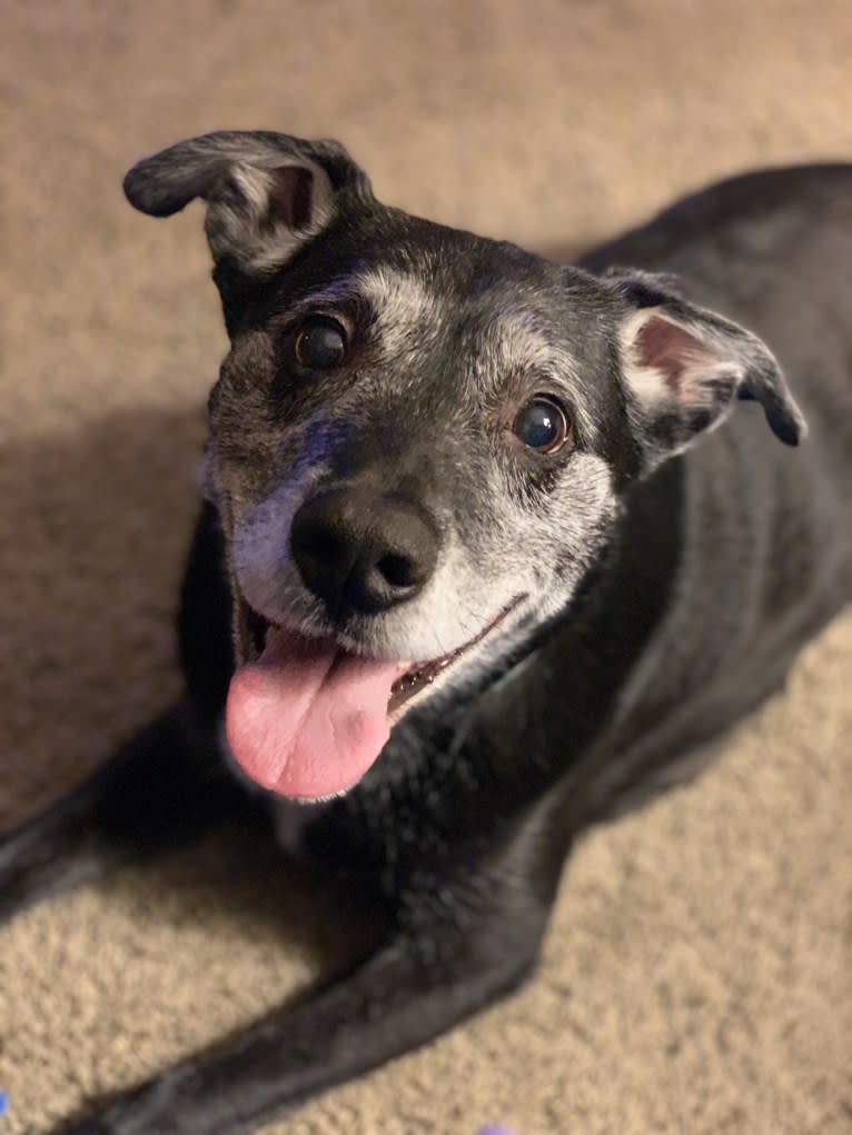 Leo, a Border Collie and American Pit Bull Terrier mix tested with EmbarkVet.com