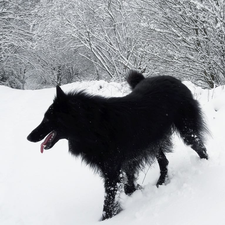 Minuit, a Belgian Shepherd tested with EmbarkVet.com