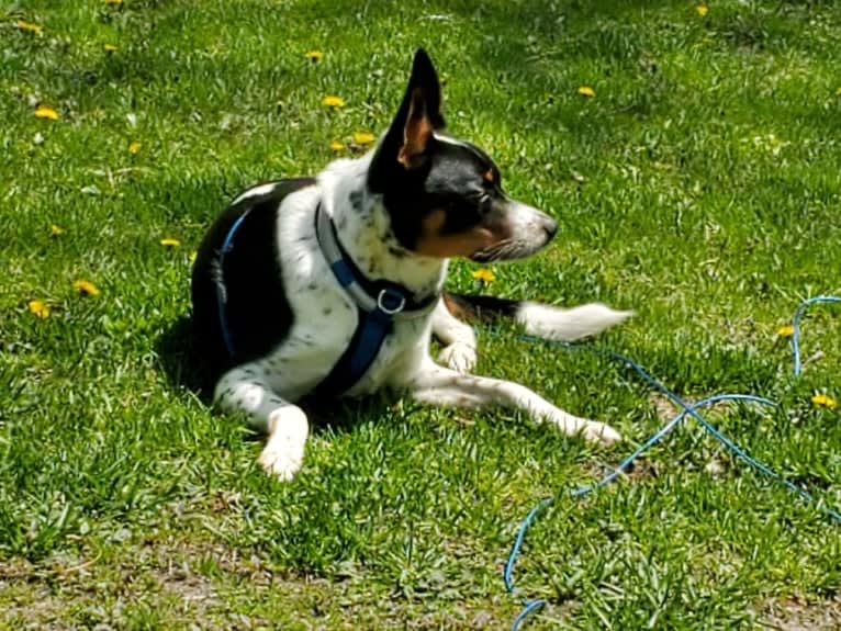 Smokey, an Australian Cattle Dog and Boston Terrier mix tested with EmbarkVet.com