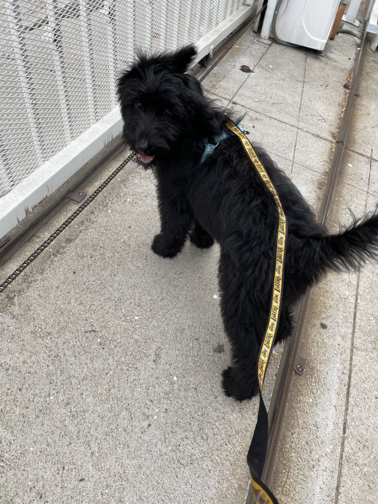 Ash, a Poodle (Standard) and German Shepherd Dog mix tested with EmbarkVet.com