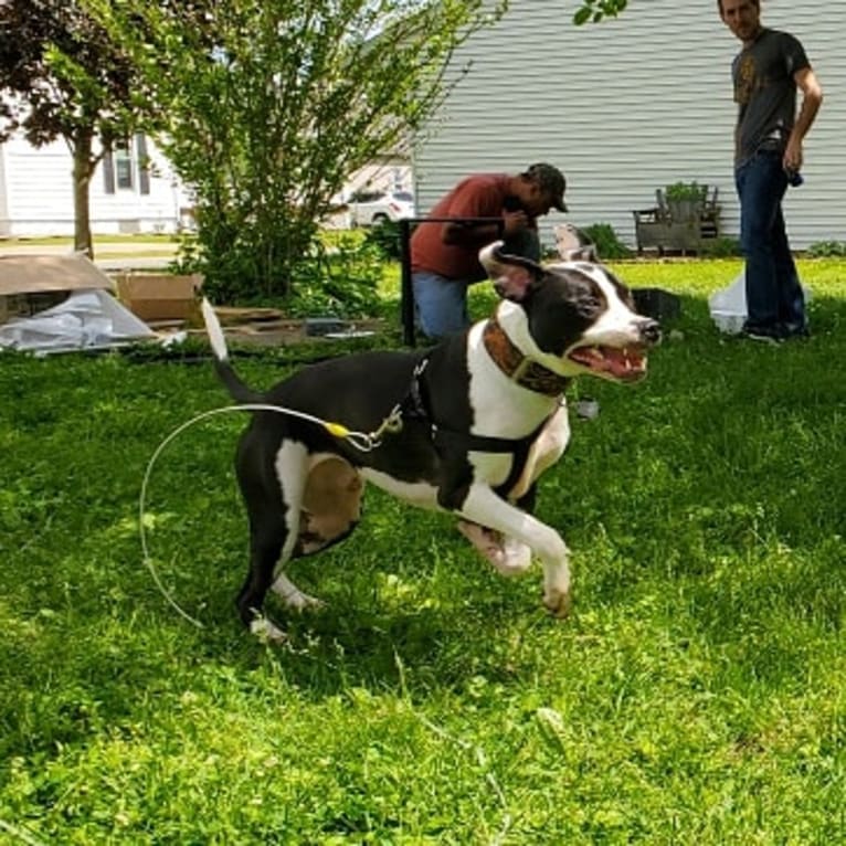 GANT'S OG RUDEBOY "ROCKY", an American Pit Bull Terrier and American Staffordshire Terrier mix tested with EmbarkVet.com