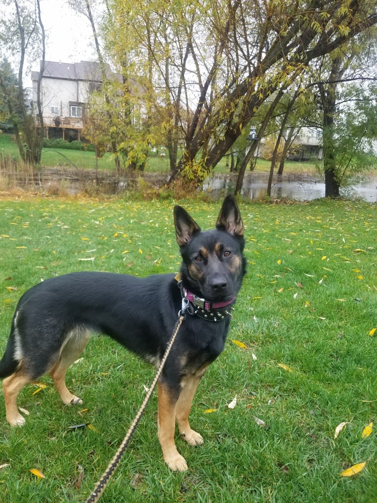 Petra, a German Shepherd Dog and Australian Cattle Dog mix tested with EmbarkVet.com