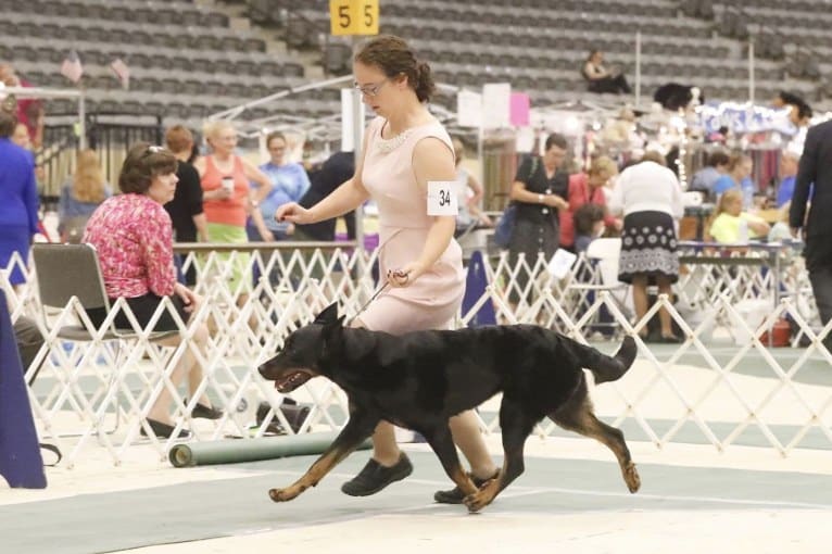 My Main Squeeze du Chateau Rocher “Mango”, a Beauceron tested with EmbarkVet.com