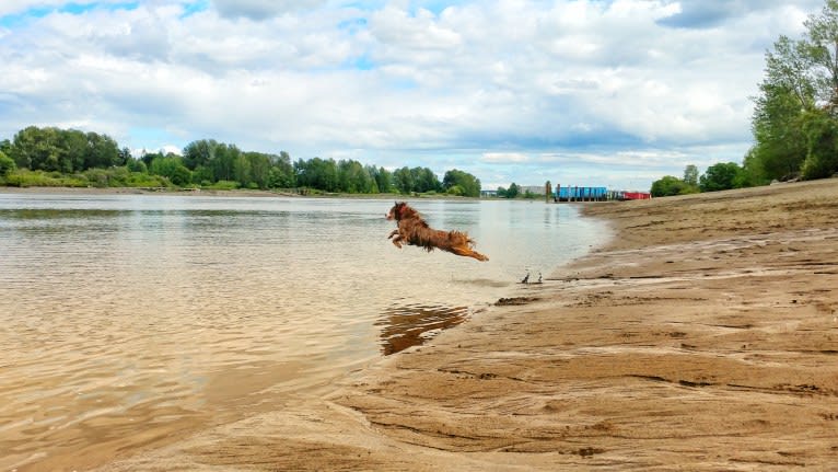 Koda, an Australian Shepherd tested with EmbarkVet.com