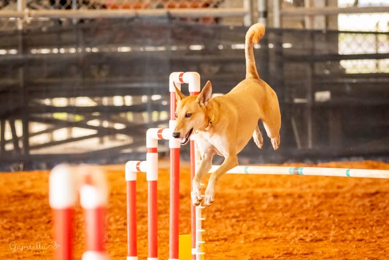Banbury Cross Mochi, a Carolina Dog tested with EmbarkVet.com