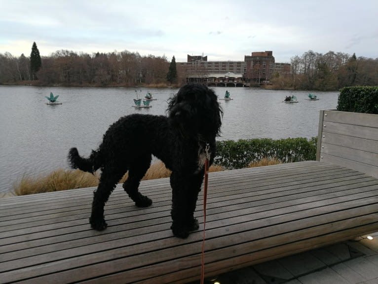 Zelda, a Barbet tested with EmbarkVet.com