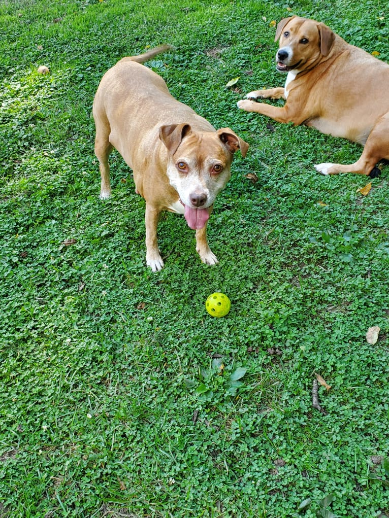 Buttercup, an American Pit Bull Terrier and Labrador Retriever mix tested with EmbarkVet.com