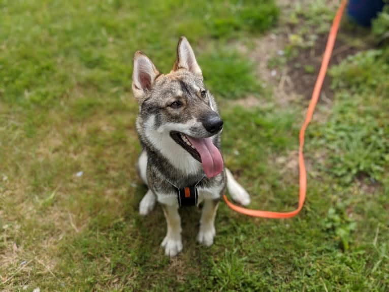 Bark, a West Siberian Laika tested with EmbarkVet.com