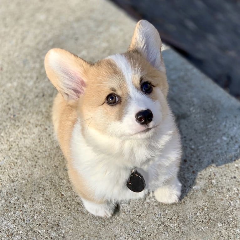 Kudzu (Zuzu), a Pembroke Welsh Corgi tested with EmbarkVet.com