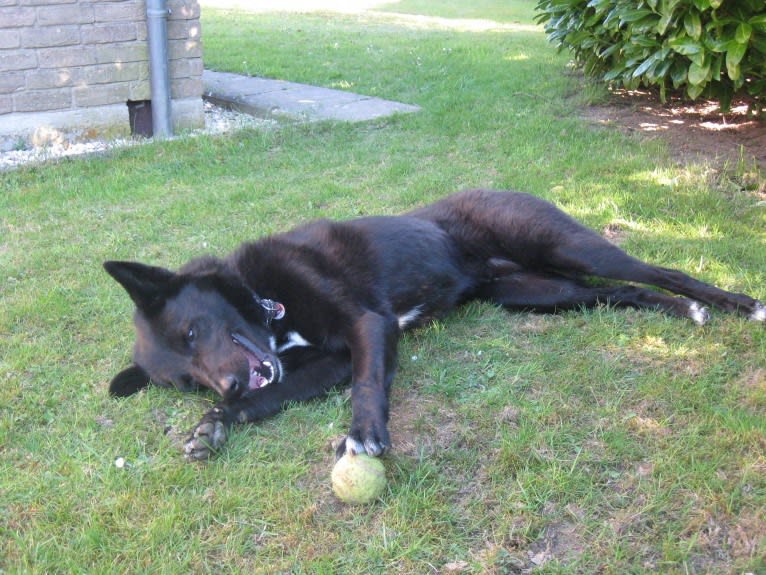 Strolch, a Canaan Dog tested with EmbarkVet.com