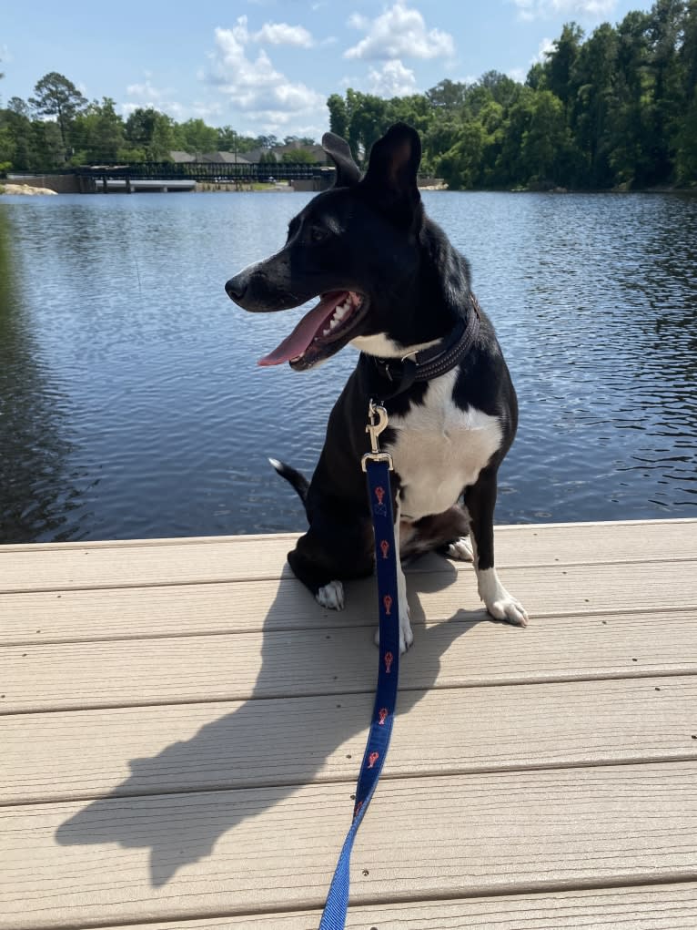 Callie, an American Pit Bull Terrier and Siberian Husky mix tested with EmbarkVet.com