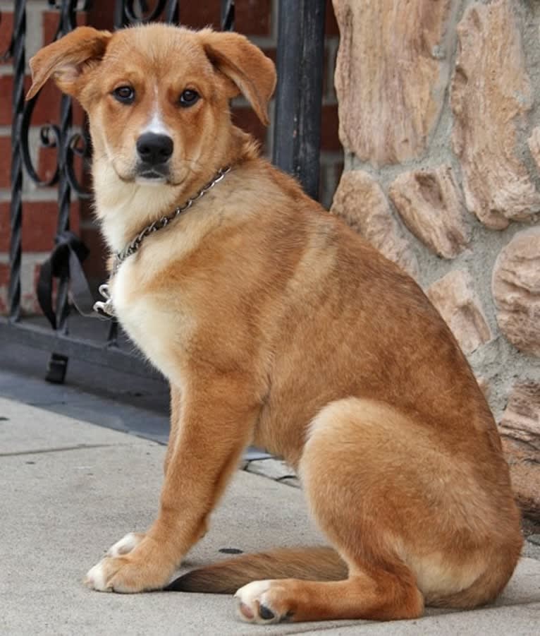 Ruca, a Rottweiler and Treeing Walker Coonhound mix tested with EmbarkVet.com