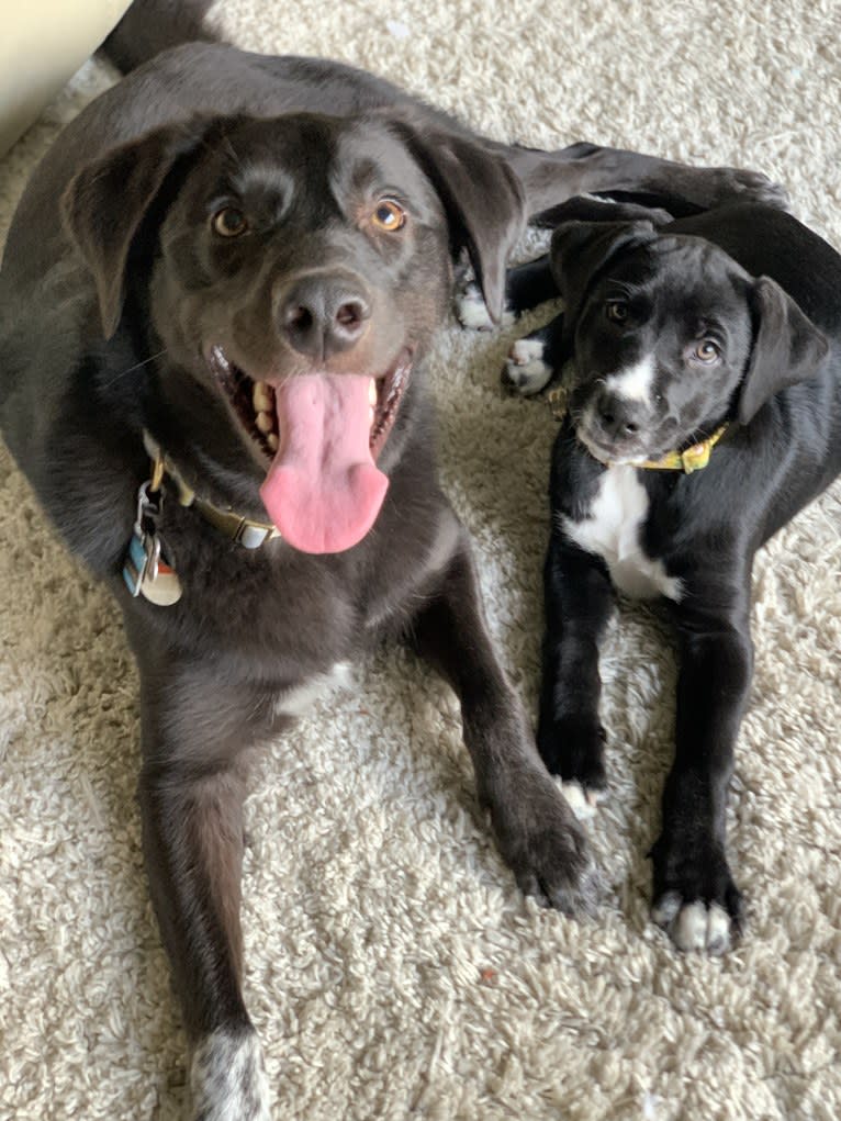 Guinness, a Labrador Retriever and Australian Cattle Dog mix tested with EmbarkVet.com