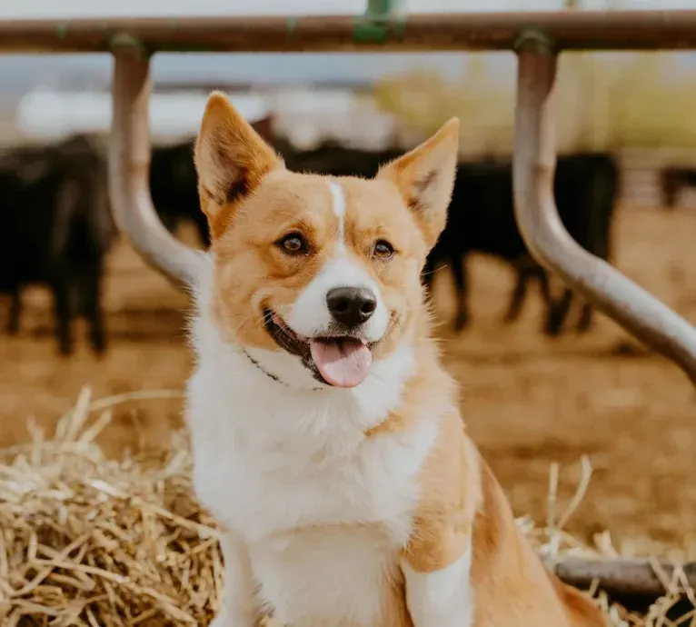 3F Struttin Red Rooster, a Pembroke Welsh Corgi tested with EmbarkVet.com