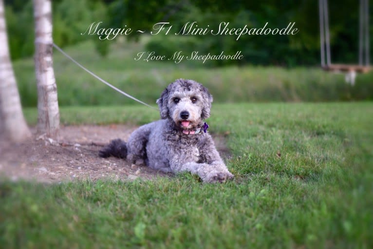 Photo of Maggie, a Sheepadoodle 