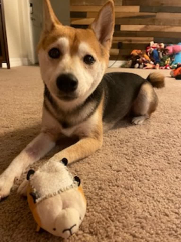 Milo, a Shiba Inu tested with EmbarkVet.com