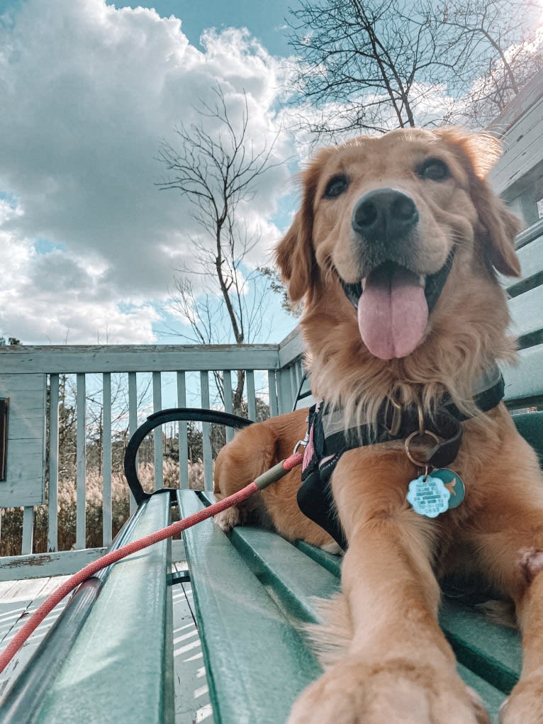 Marley, a Golden Retriever tested with EmbarkVet.com