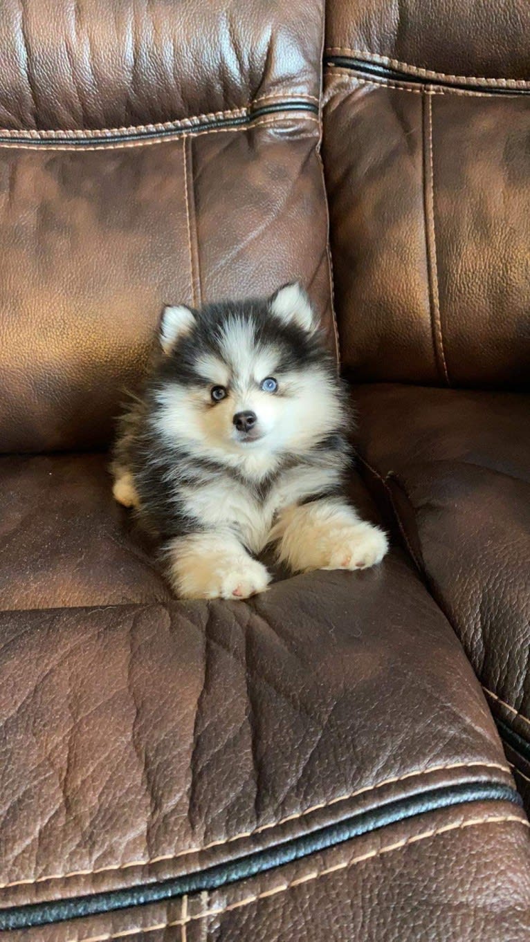 Flash, a Pomsky tested with EmbarkVet.com