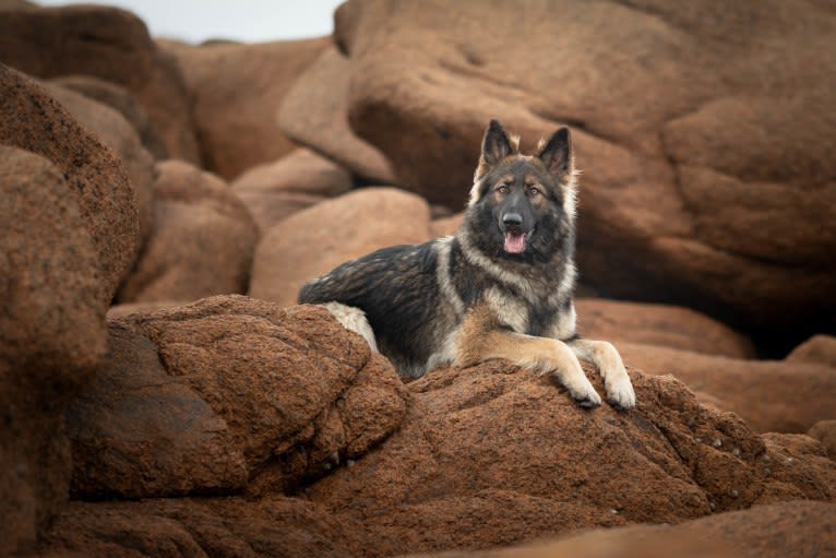 Fëalócëllen Eltänin, a German Shepherd Dog tested with EmbarkVet.com