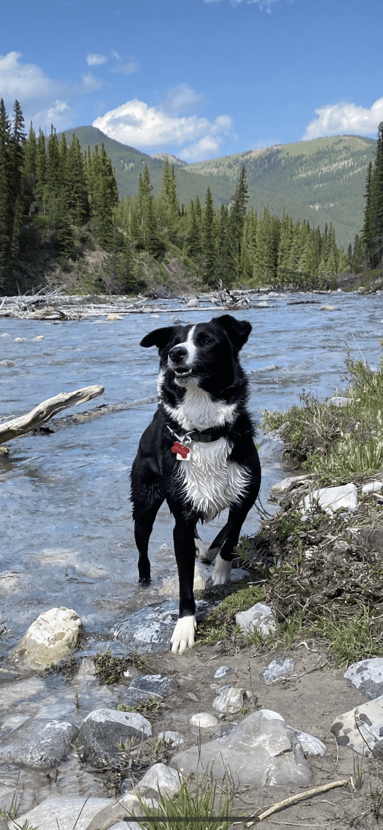 Deacon, a Border Collie tested with EmbarkVet.com