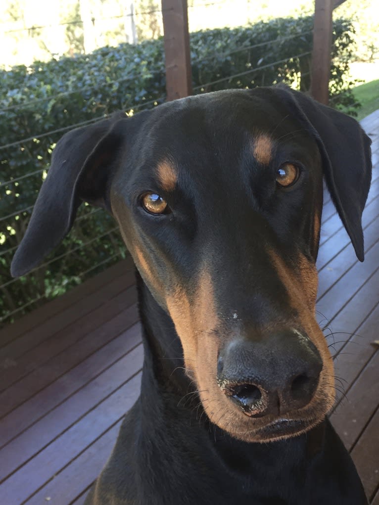 Busta, a Doberman Pinscher tested with EmbarkVet.com