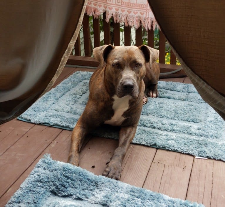 Rosie, an American Pit Bull Terrier tested with EmbarkVet.com