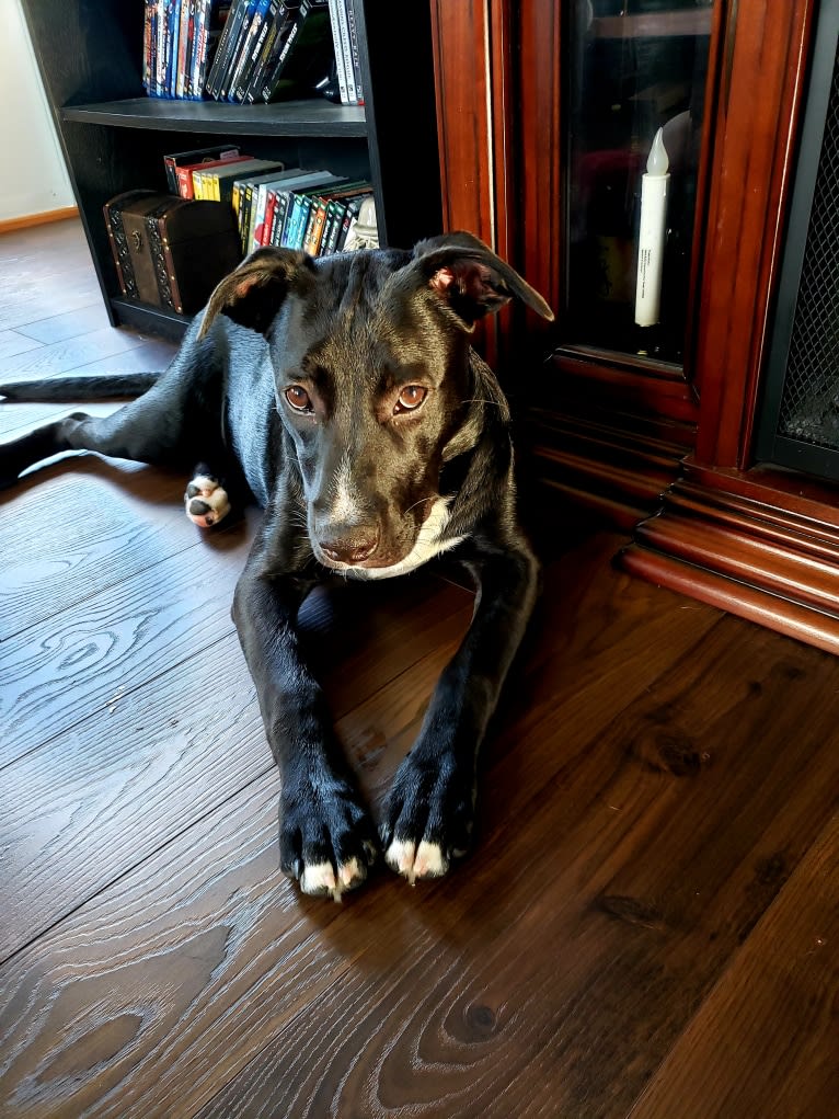 Finn, an American Bully and Labrador Retriever mix tested with EmbarkVet.com