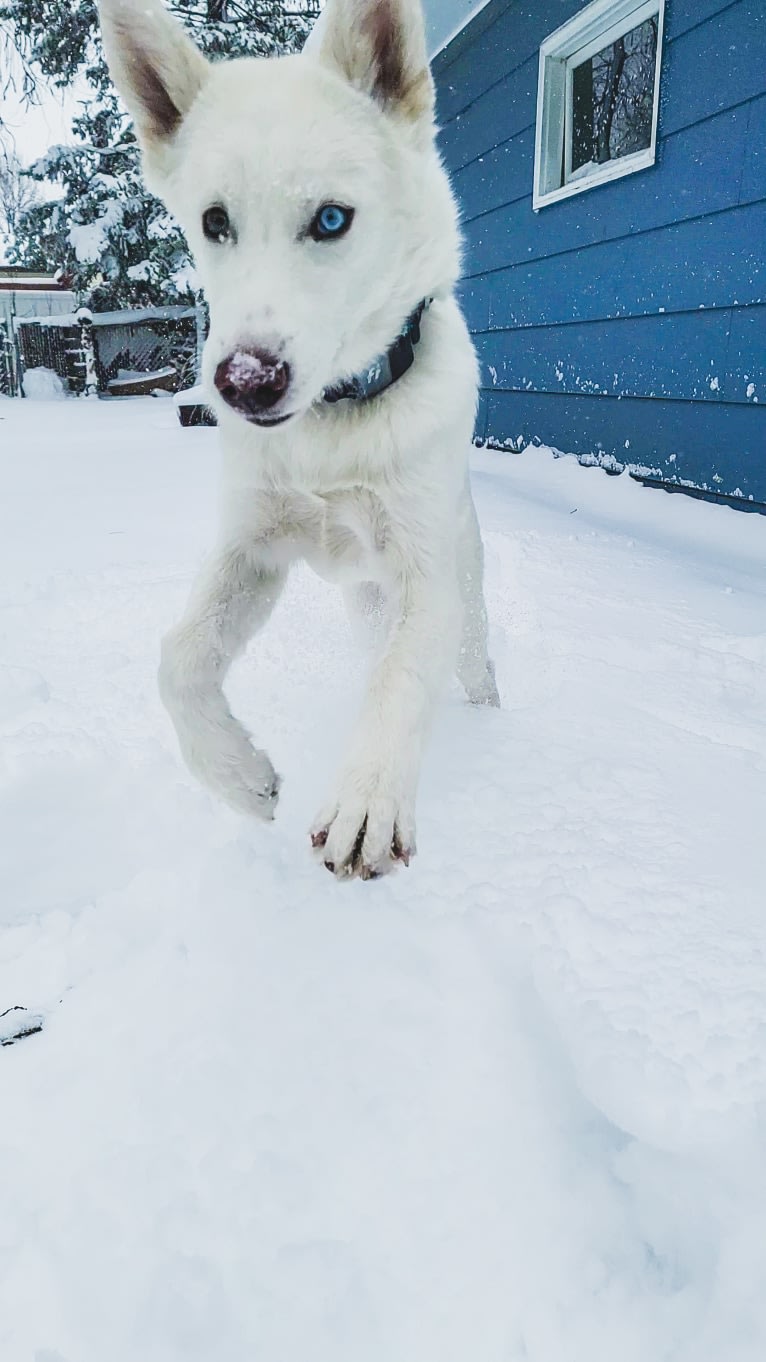 Lucian, a Siberian Husky tested with EmbarkVet.com