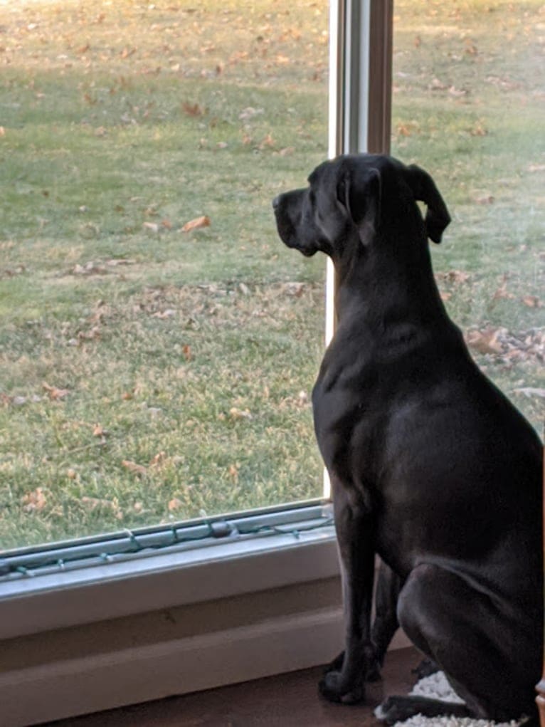 Pippin, an American Pit Bull Terrier and Treeing Walker Coonhound mix tested with EmbarkVet.com