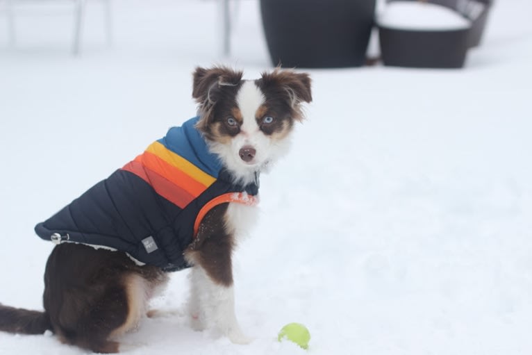 Ludo, an Australian Shepherd tested with EmbarkVet.com