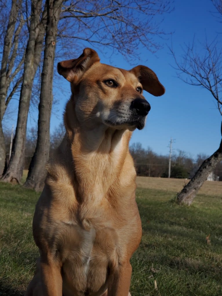 Alfred, a Beagle and American Pit Bull Terrier mix tested with EmbarkVet.com