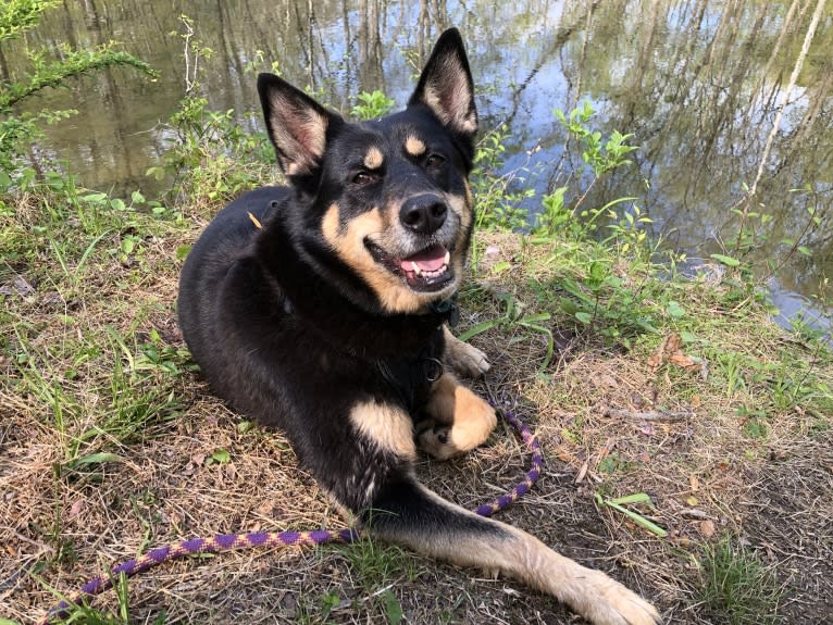 Billy, a Siberian Husky and Labrador Retriever mix tested with EmbarkVet.com