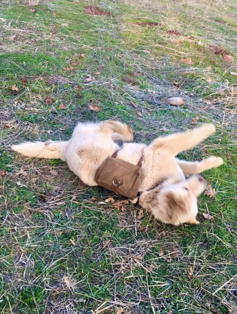 Sweet Pea, an Akita and American Bully mix tested with EmbarkVet.com