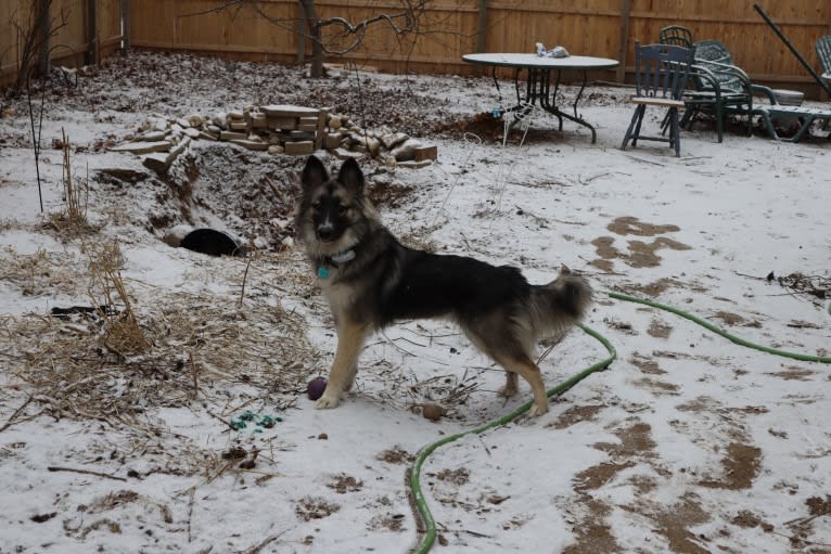 Kino, a Siberian Husky and American Pit Bull Terrier mix tested with EmbarkVet.com