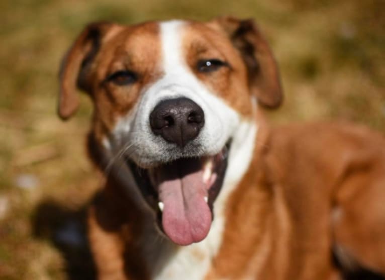 Oscar, a German Shepherd Dog and Border Collie mix tested with EmbarkVet.com