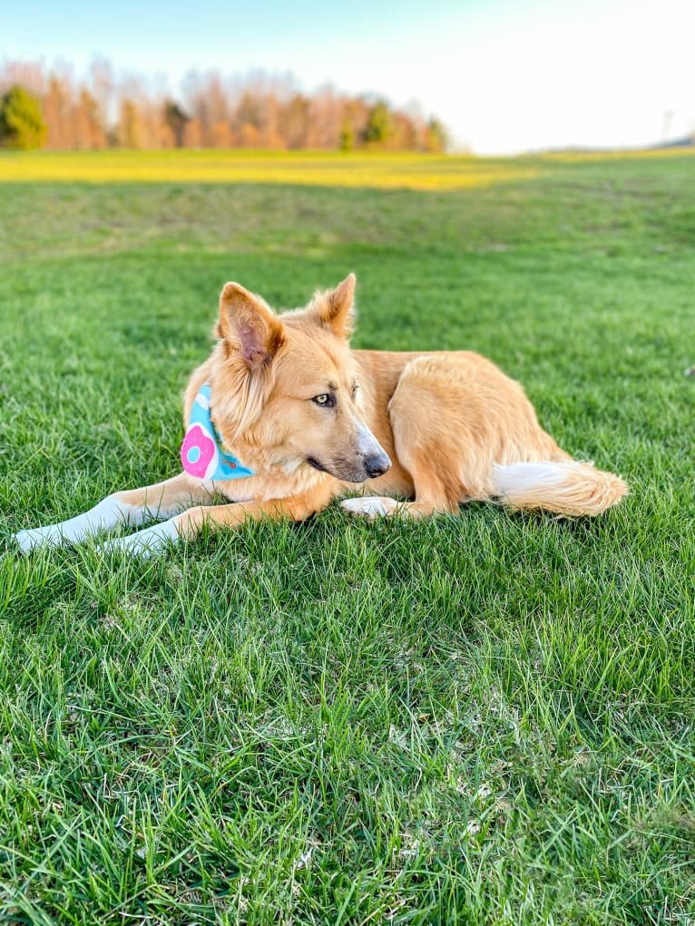 Bear a dog tested with EmbarkVet.com