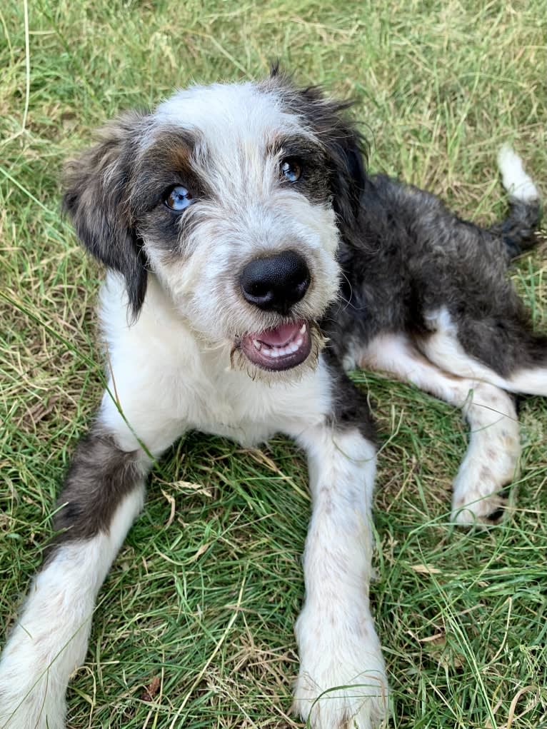 Violet, a Bernedoodle tested with EmbarkVet.com