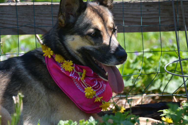 Madeline, a Siberian Husky and American Pit Bull Terrier mix tested with EmbarkVet.com