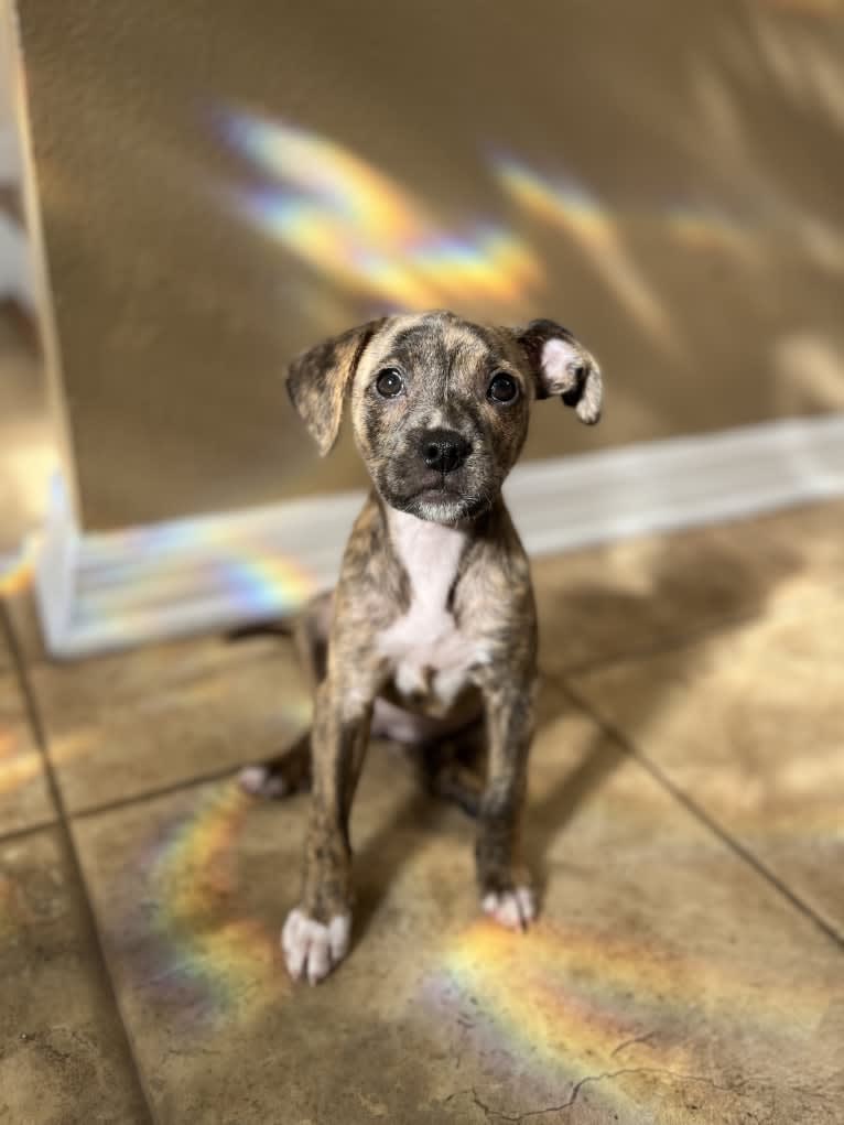 Kiwi, an American Pit Bull Terrier and Chihuahua mix tested with EmbarkVet.com
