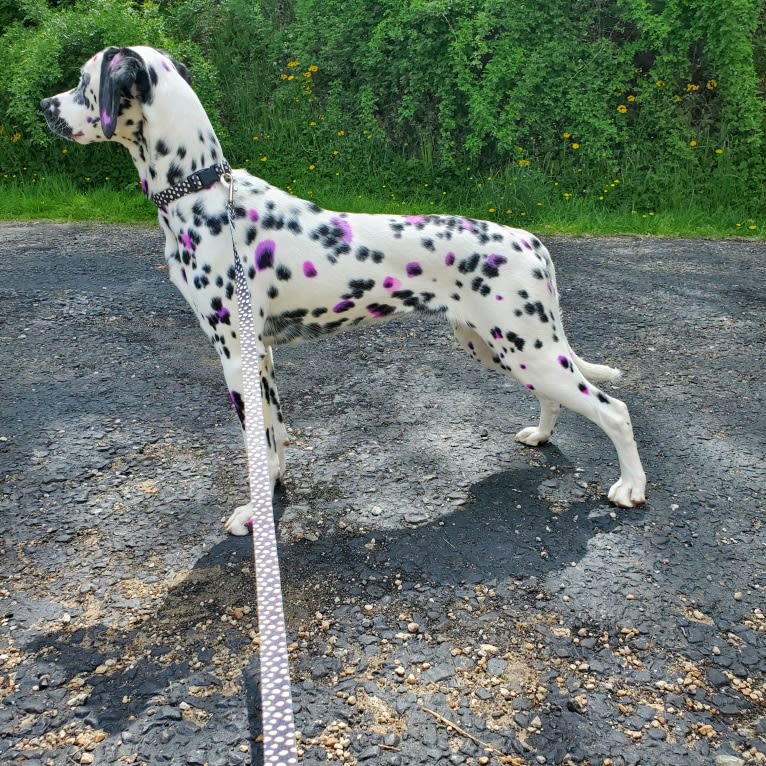 Firefly, a Dalmatian tested with EmbarkVet.com