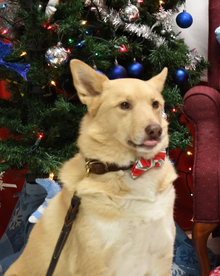 Damon, a Samoyed and German Shepherd Dog mix tested with EmbarkVet.com