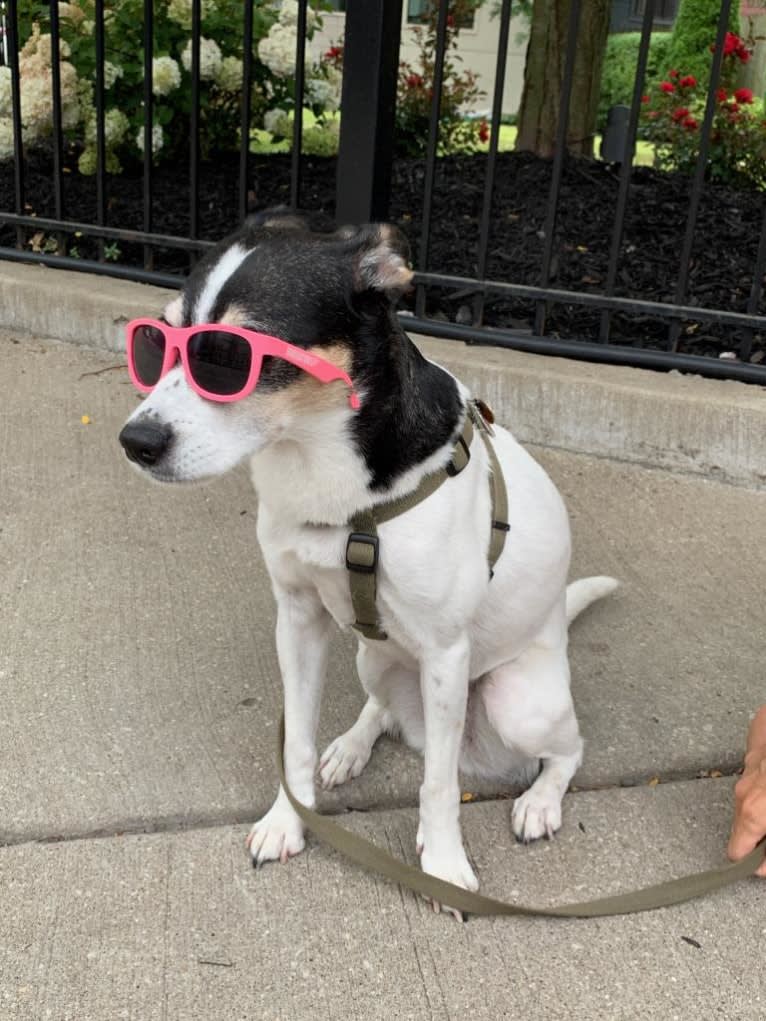 June, a Chihuahua and Rat Terrier mix tested with EmbarkVet.com