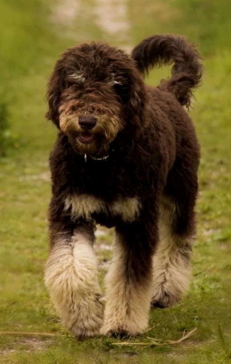 Gideon, a Poodle (Standard) tested with EmbarkVet.com